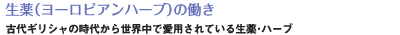 i[sAn[uj̓